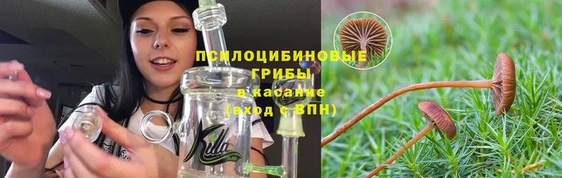 Псилоцибиновые грибы Psilocybine cubensis  где можно купить   Борзя 